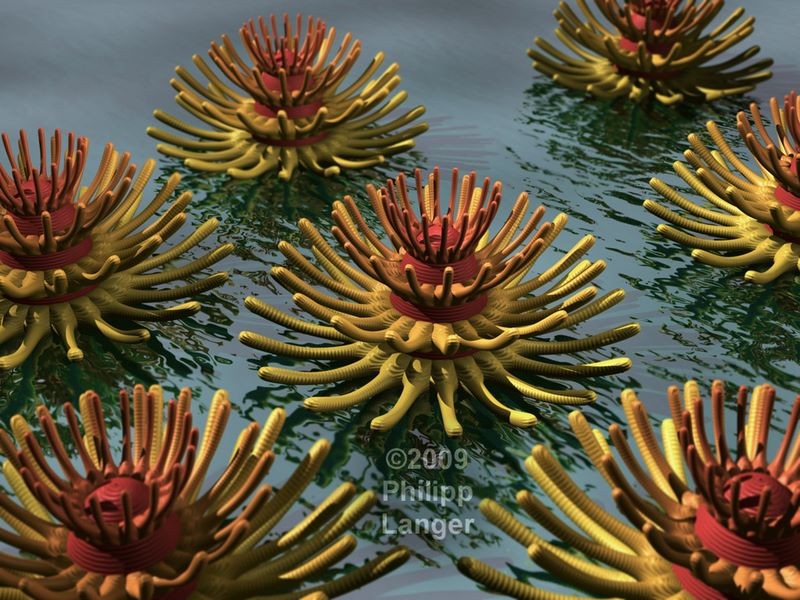 Schwimmende Wasserblumen / Swimmimg Water Flowers / 2009
